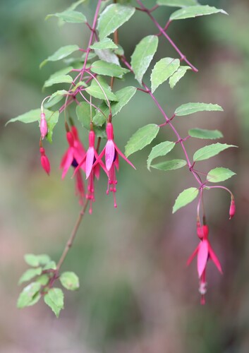 Fuchsia magellanica observed 2026-09-18