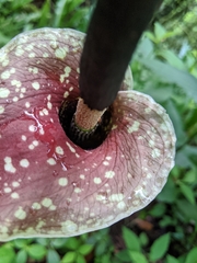Amorphophallus kiusianus