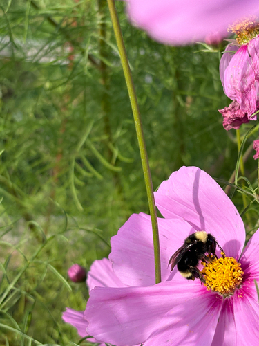 California Bumble Bee