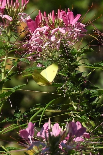 Cloudless Sulphur