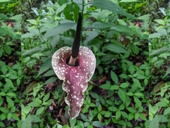 Amorphophallus kiusianus