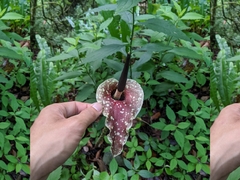 Amorphophallus kiusianus