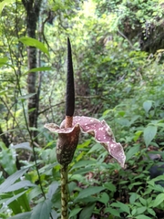 Amorphophallus kiusianus