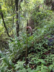 Amorphophallus kiusianus