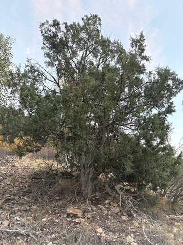 Rocky Mountain Juniper