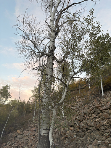quaking aspen