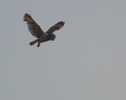 Asio flammeus observed 2026-06-30