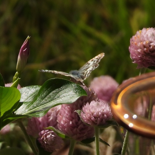 Common Checkered-Skipper