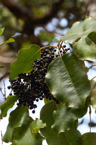 Cheirodendron trigynum observed 2026-09-18