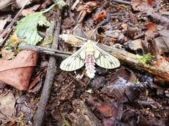 Balacra rubrostriata