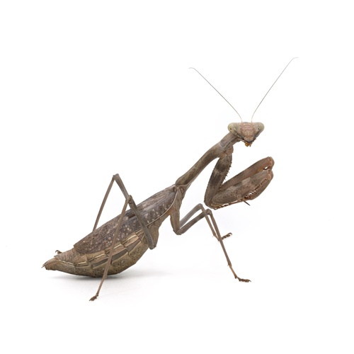 Arizona Mantis, photo 2 of 8