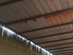 Artibeus jamaicensis