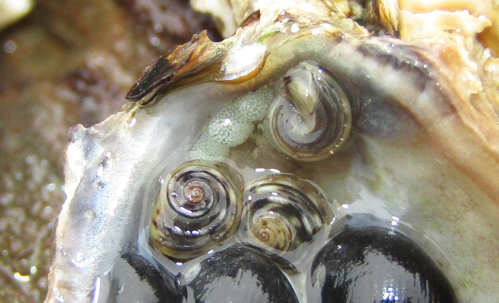 Risellopsis varia