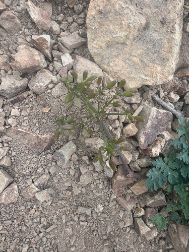 Lomatium martindalei, 2026-09-02