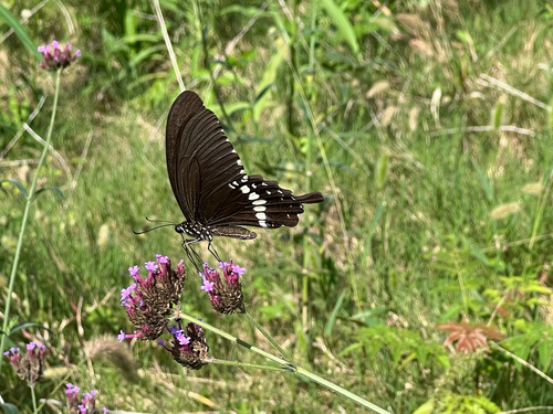 Common Mormon Swallowtail