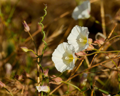 Calystegia longipes