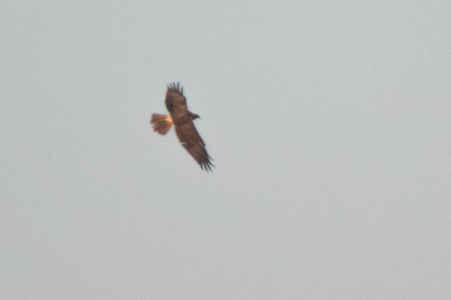 Eastern Marsh Harrier
