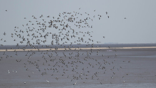 Black-tailed Godwit