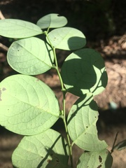 Breynia oblongifolia