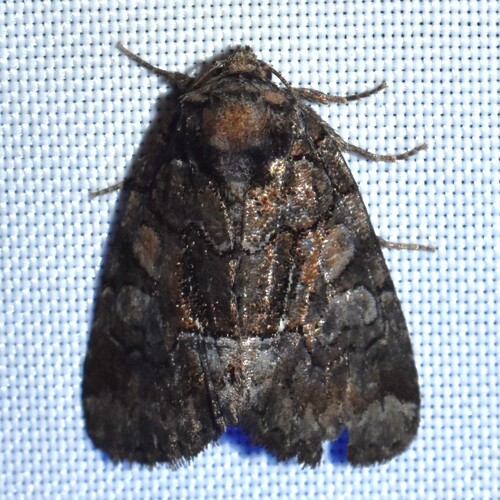 Barrens Chytonix photo 4
