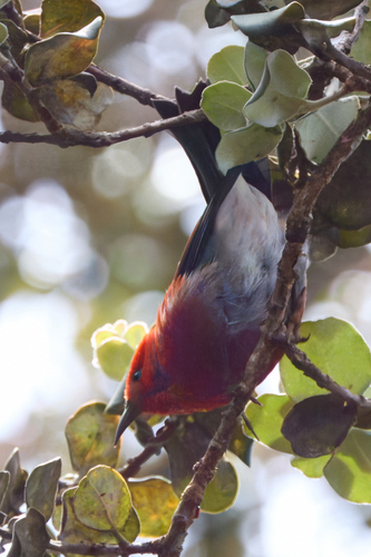 Himatione sanguinea observed 2026-09-18