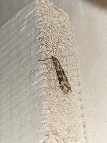 Lucerne Moth