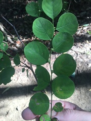 Breynia oblongifolia
