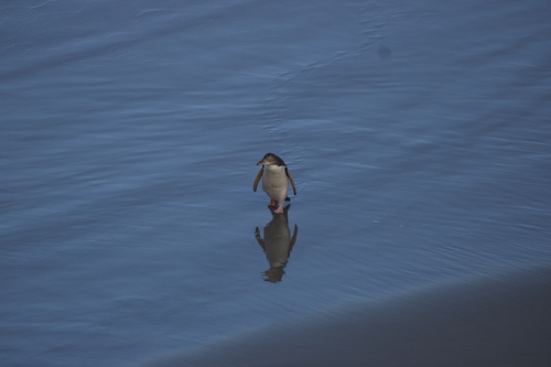 iNaturalist image