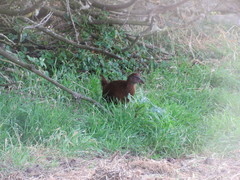 Gallirallus australis scotti