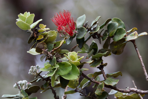 Metrosideros polymorpha observed 2026-09-18