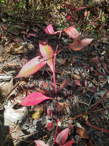 Ruby Leaf