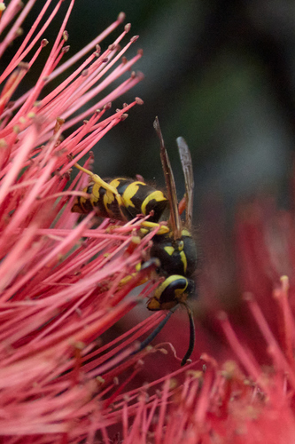 Vespula pensylvanica, 2026-09-18