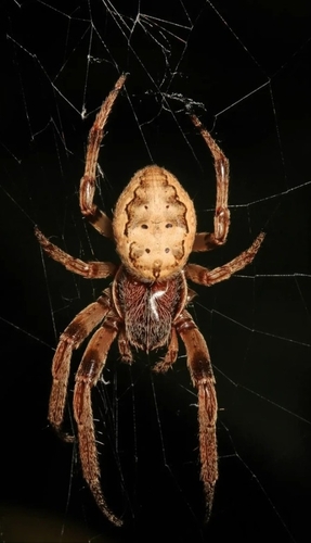 Furrow Orbweaver