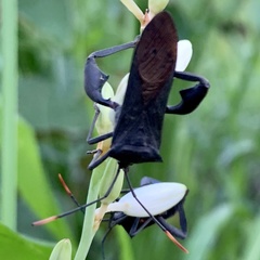 Anoplocnemis curvipes