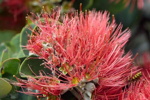 Metrosideros polymorpha observed 2026-09-18