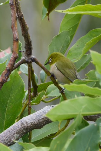 Zosterops japonicus observed 2026-09-18