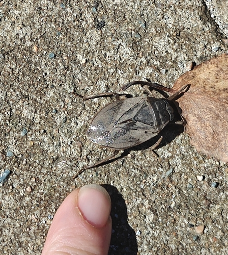 Appasus major