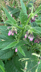 Symphytum officinale