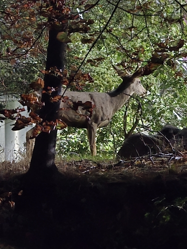 Mule Deer