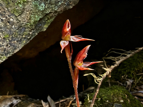 Goodyera viridiflora