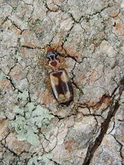 Philorhizus