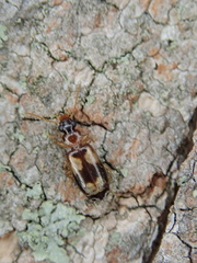 Philorhizus
