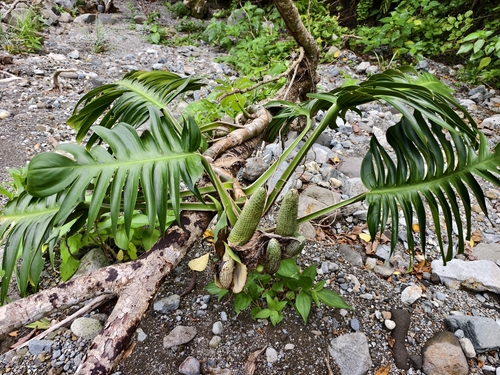 Dragon tail plant (Epipremnum pinnatum)