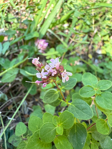 Origanum vulgare vulgare