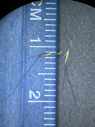 Chloris divaricata observed 2026-10-06