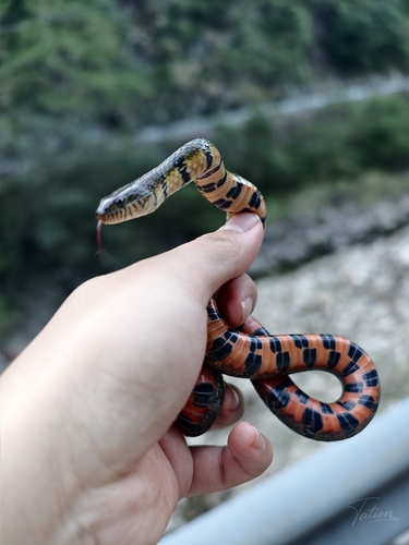 Ringed Water Snake