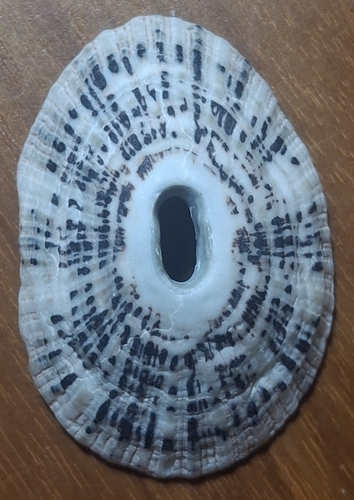 Fissurella virescens, 2026-10-06