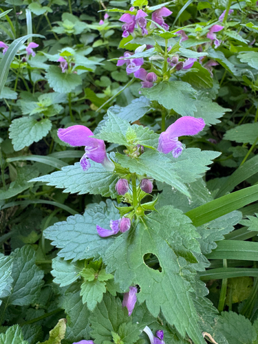 Spotted deadnettle