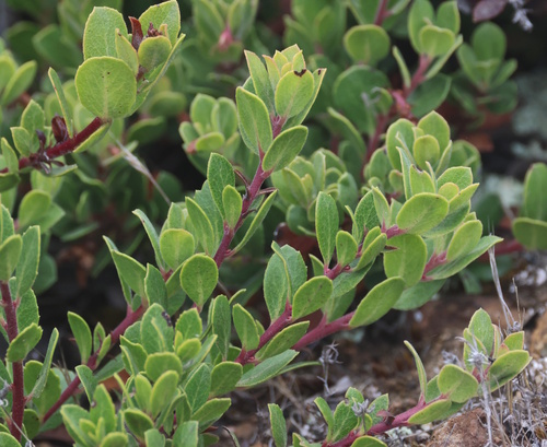 Arctostaphylos pacifica, 2026-09-20