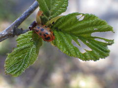 Chrysomela mainensis